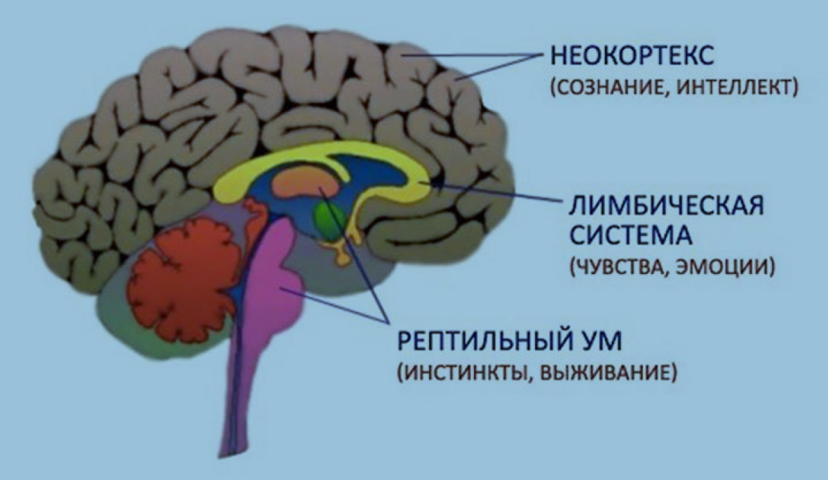 Мозг человека картинки для детей