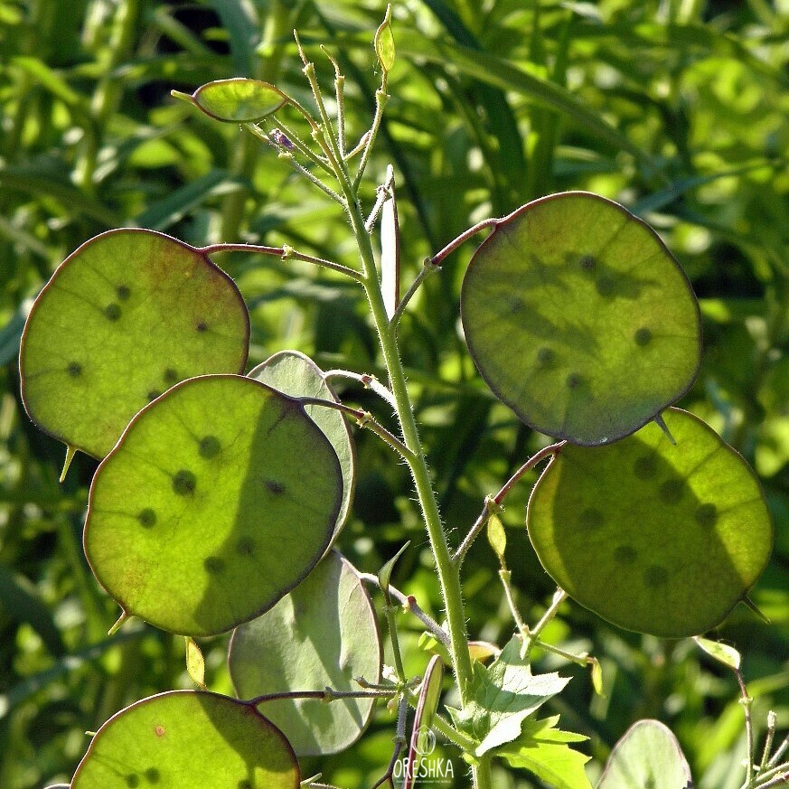 Лунария Лунник поле