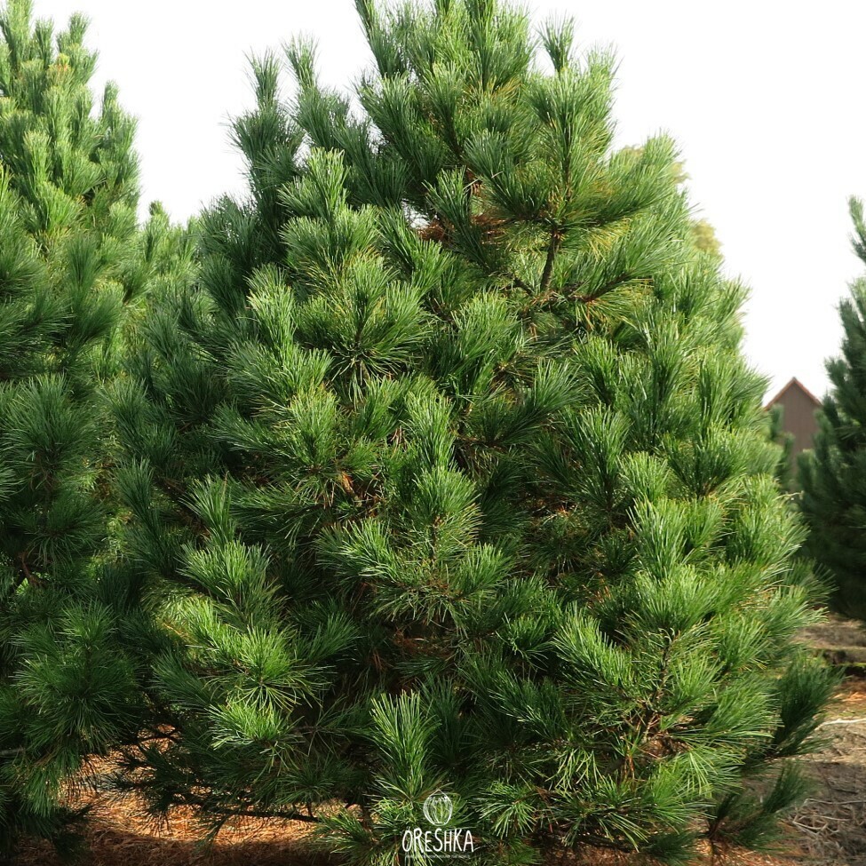 Pinus peuce Balkan Pine mature tree narrow pyramidal crown