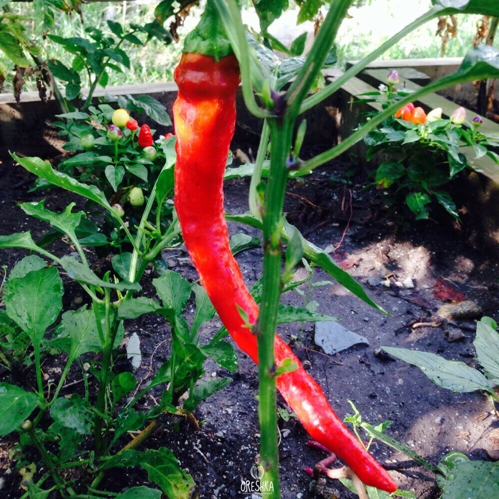 Seeds of Hot pepper Fire dragon (Capsicum) — 10 pcs