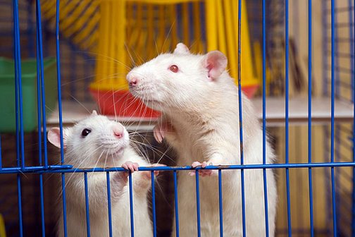 Надежная и безопасная клетка для крысы своими руками