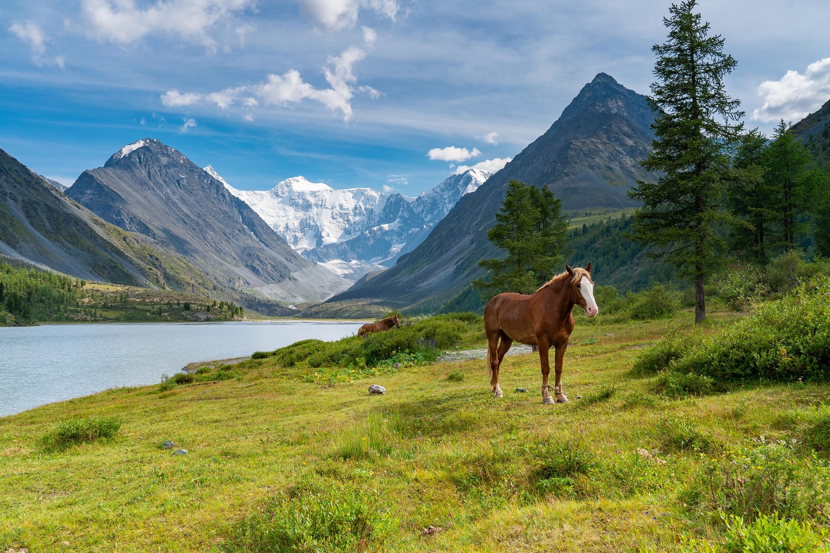Алтай Кучерлинское озеро лошади