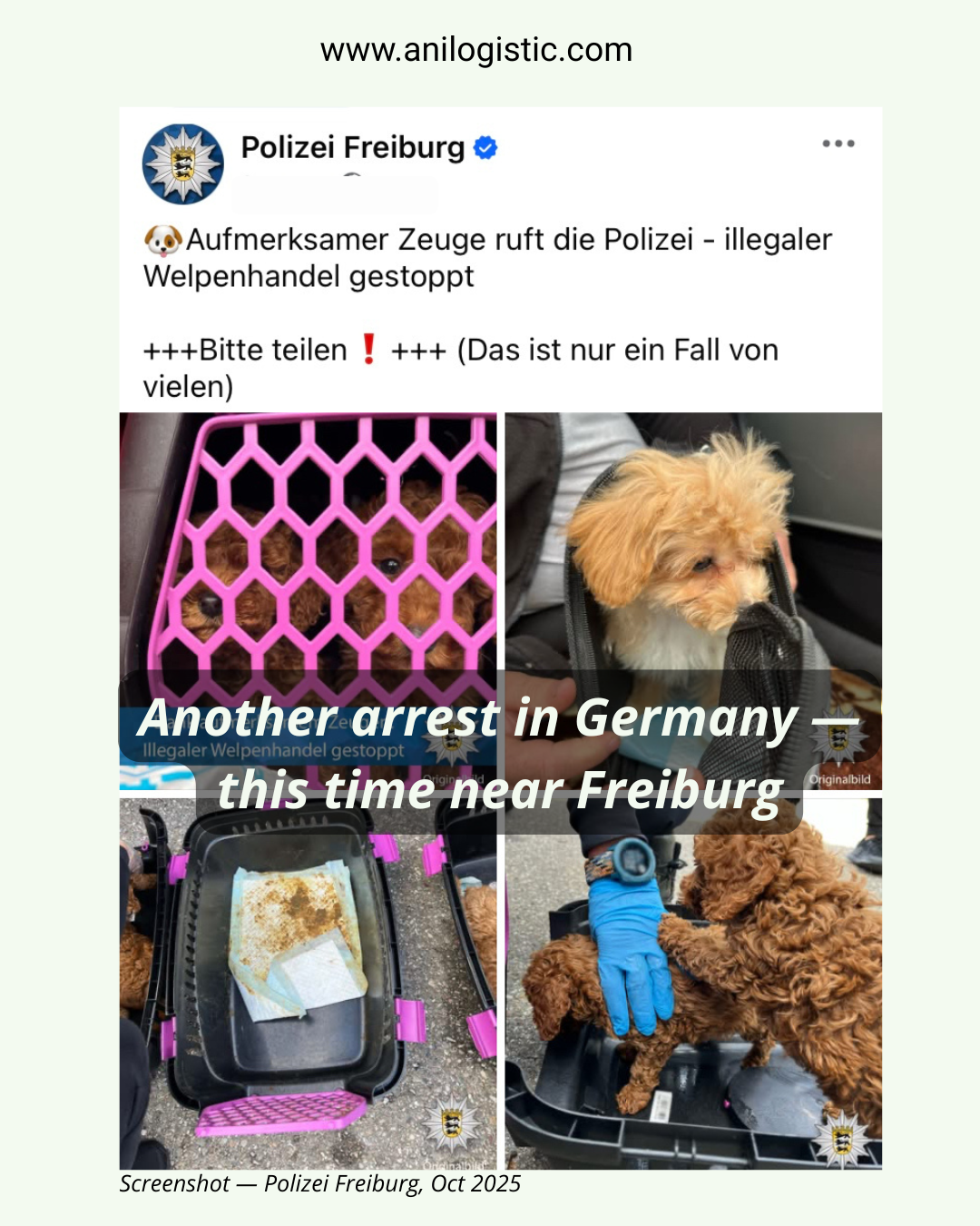 Police officers in Freiburg stopped two vans from Moldova carrying seven puppies without documents or vaccination