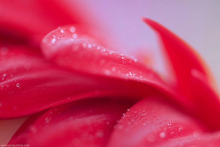 macro, macro flower, macro art, anna utkina, photography, macrophotograpy, floral art, макро, макрофотография, анна уткина