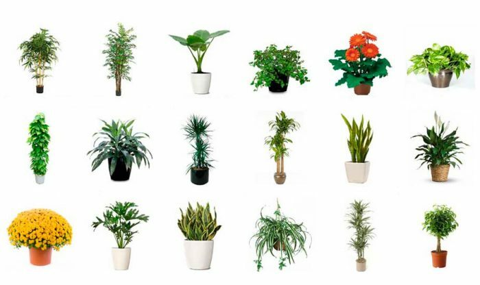15 комнатных растений очищающих воздух