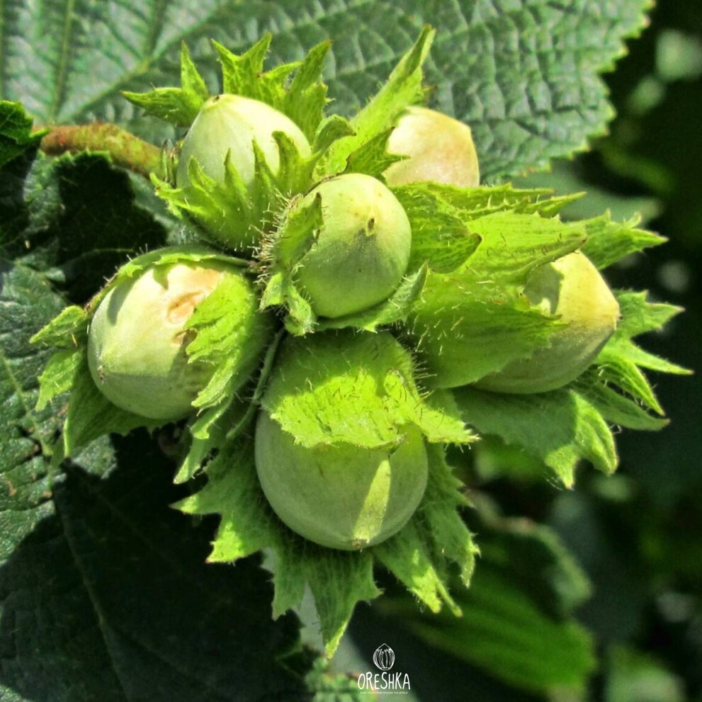 Hazelnut Ladyfingers shrub no suckers erect sparsely branched mechanized harvest