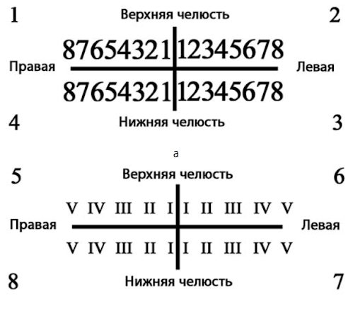 Формула зубов схема