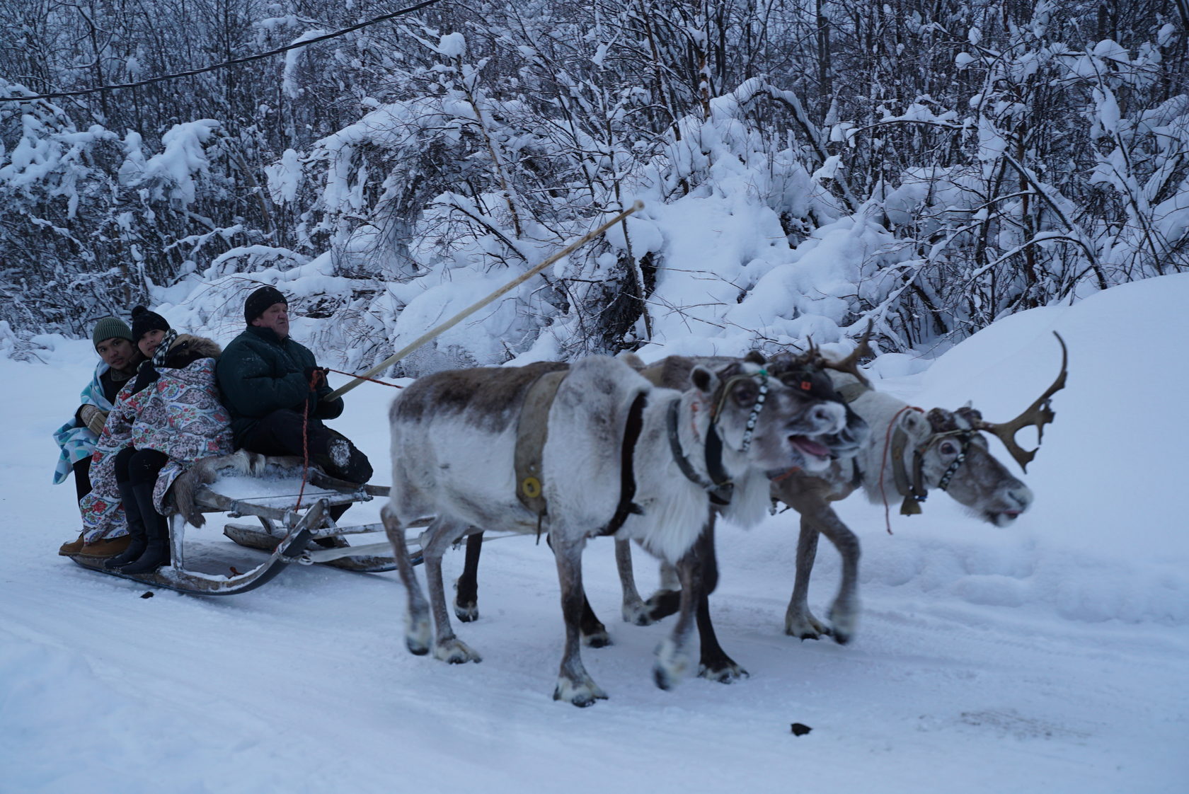 оленеводы кольского полуострова. хаски парк рованиеми. покататься на оленях. катание на оленях. финляндия оленья упряжка.