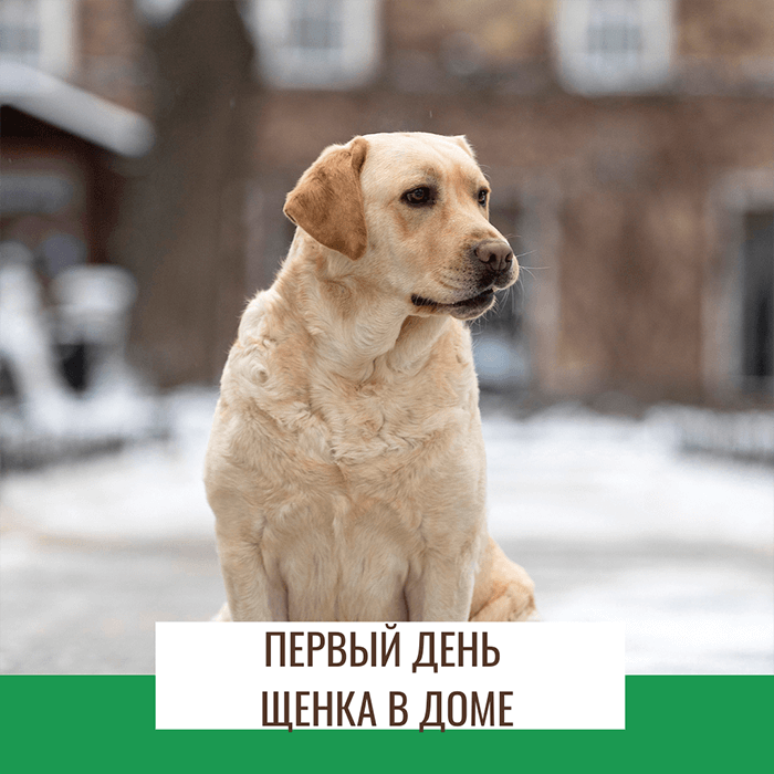 Первый день щенка лабрадора в новом доме