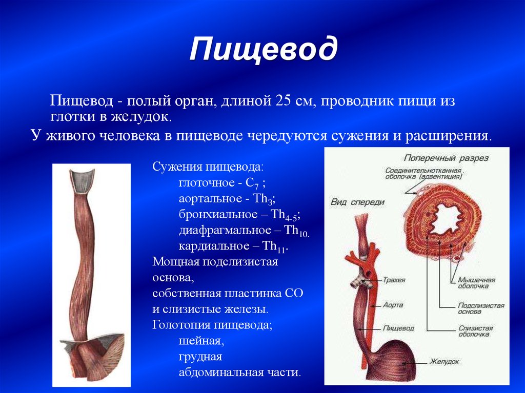 Толстые стенки пищевода