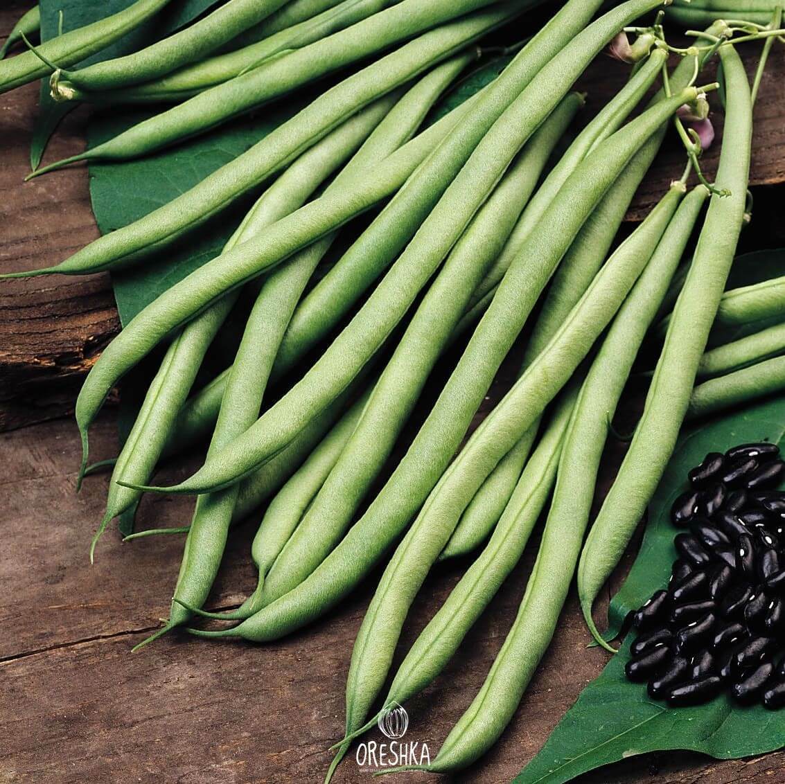 Seeds of preto black turtle beans (Phaseolous vulgaris) — 20 pcs