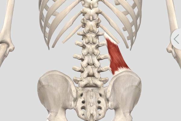 Квадратная мышца поясницы анатомия фото