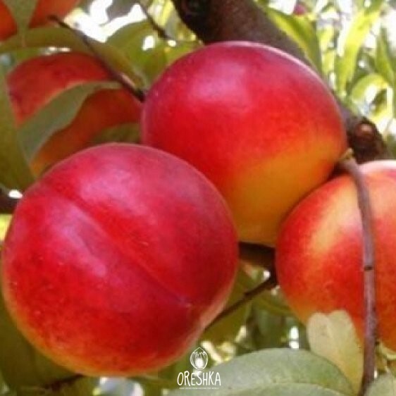 Bald Peach Prunus persica nucipersica seeds — Oreshka Seeds