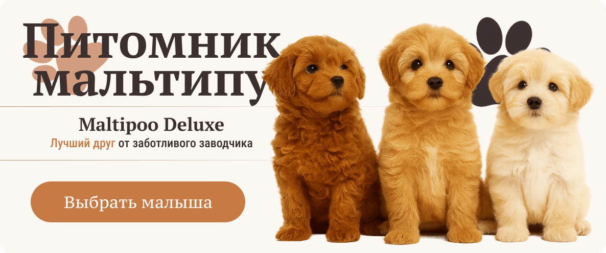 Щенки Мальтипу из питомника Maltipoo Deluxe. Лучший друг от заботливого заводчика.