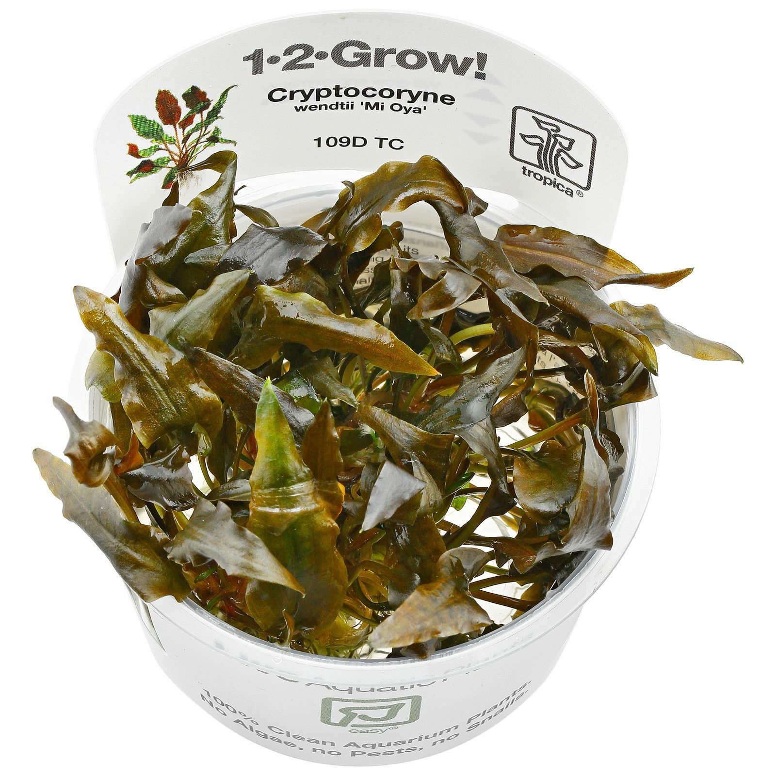 Криптокорина «Ми Ойя»