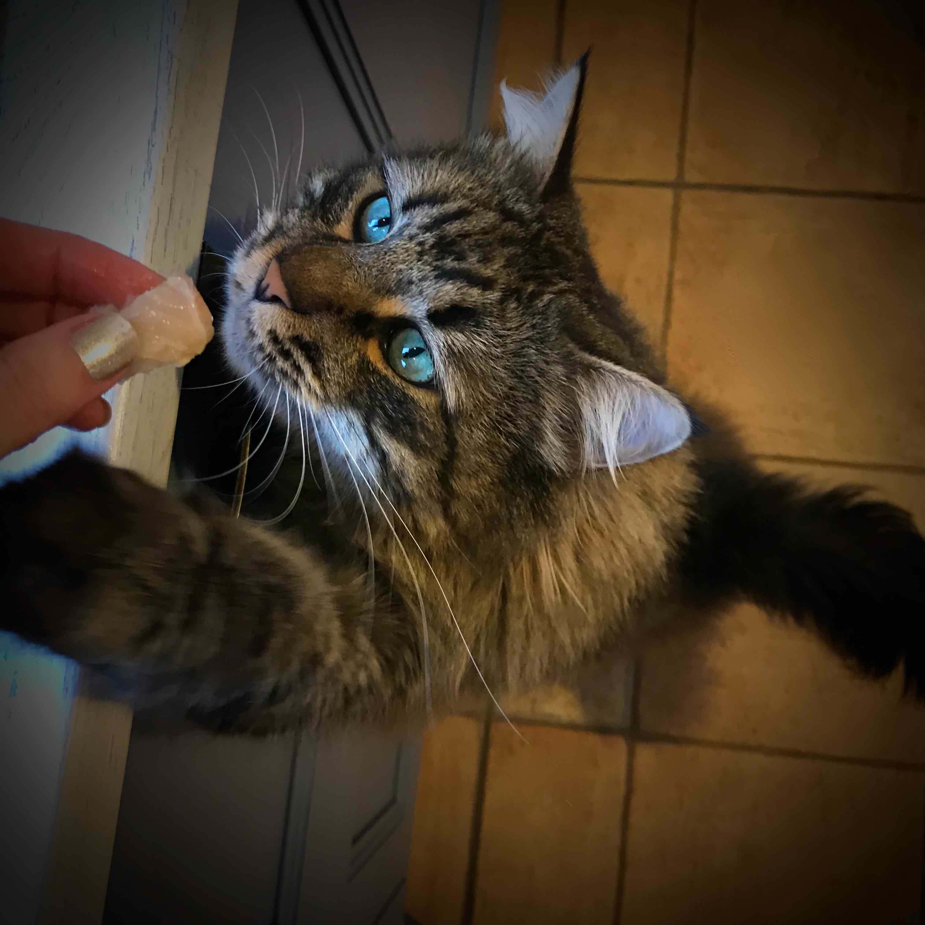 fish broth for cats