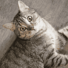 Кот Тигренок