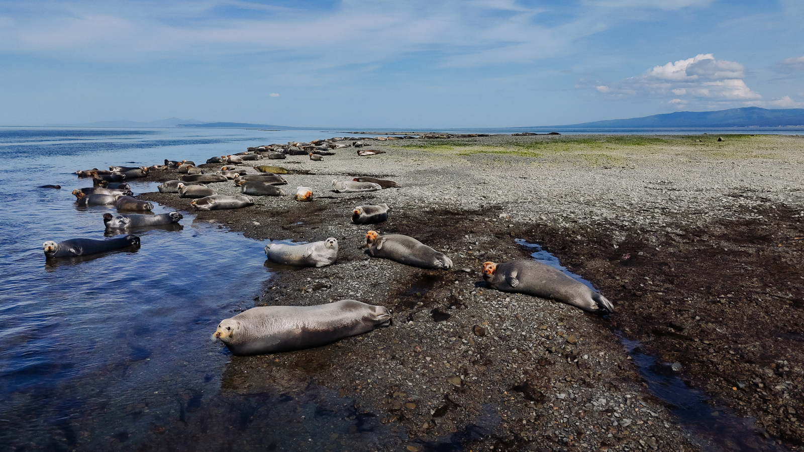 Нерпы и лахтаки – постоянные обитатели на косе напротив острова в Китовой гавани