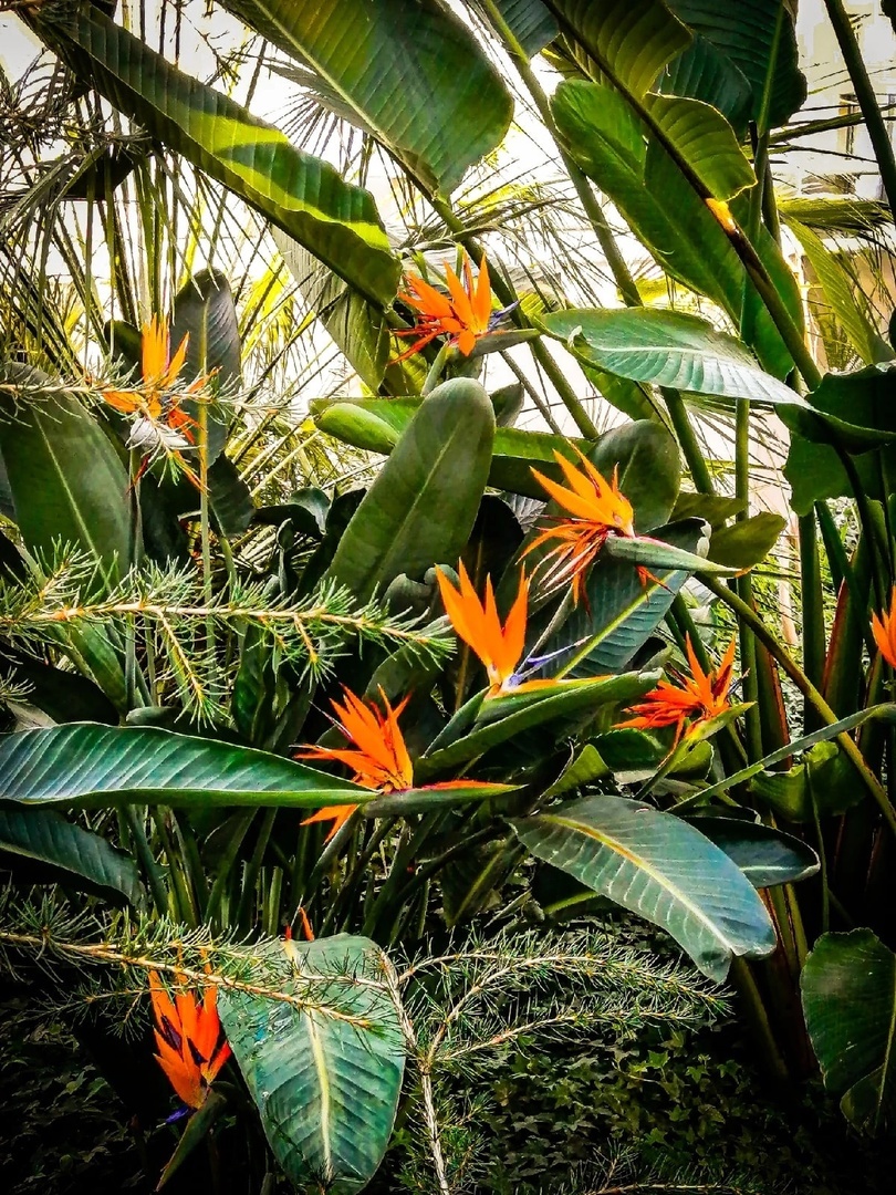 Стерлиция королевская в Ботаническом саду КемГУ