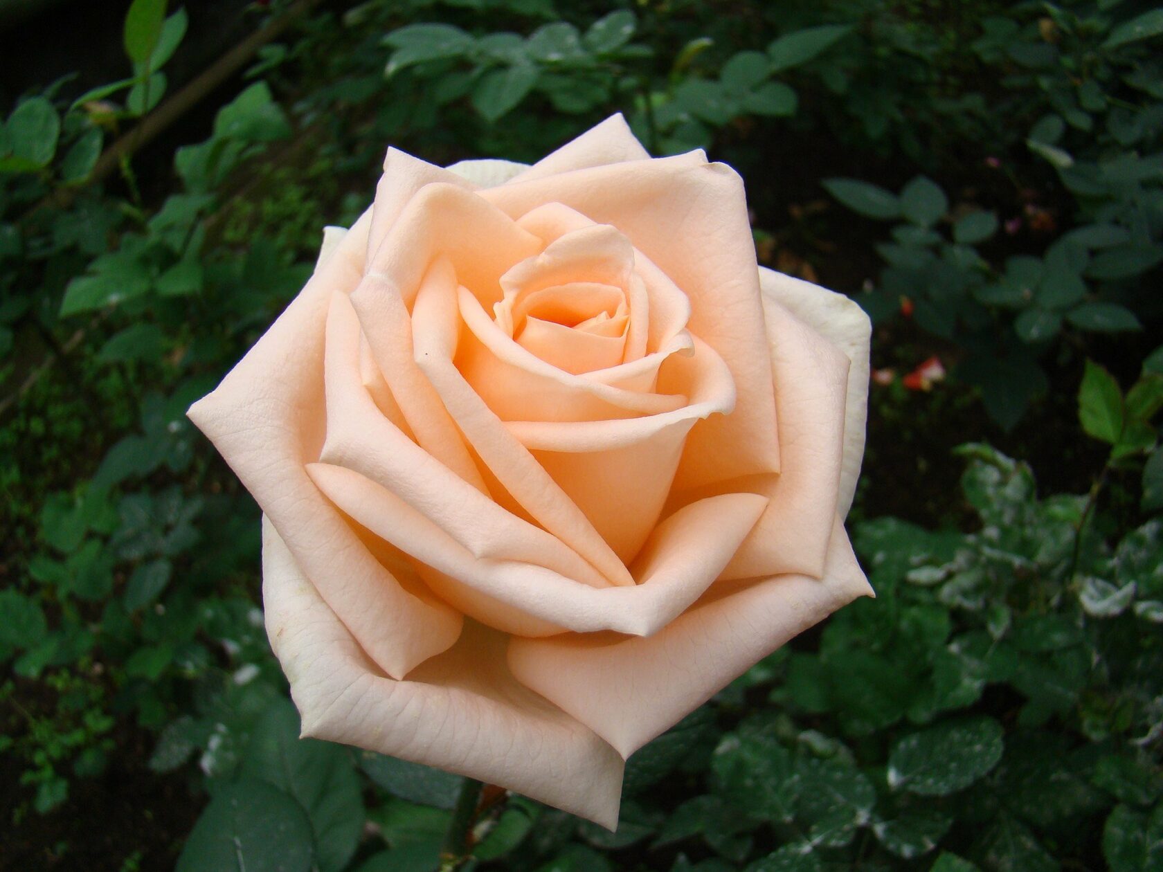 Роза чайно гибридная мохана фото и описание