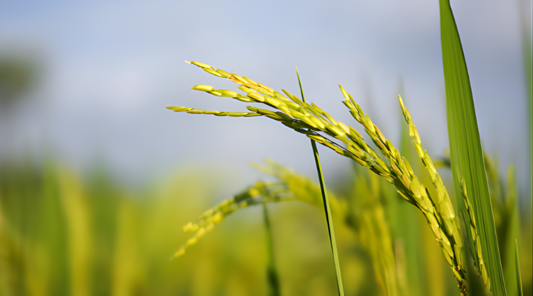 Колосья риса на поле в фазе созревания на фоне зеленых растений и голубого неба.