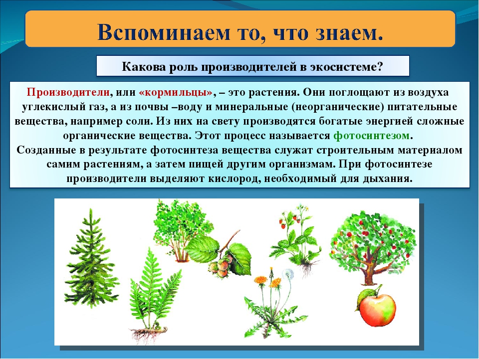 Производители органических веществ в природном сообществе называются. Производители в экосистеме. Растения производители. Производители биология. Растения производители 3 класс.