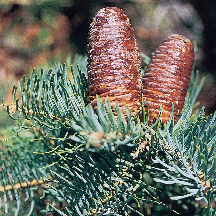 Seeds of White fir (Abies concolor)