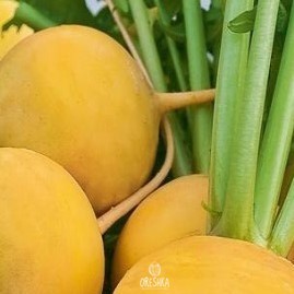 Golden Ball turnip — heirloom root vegetable