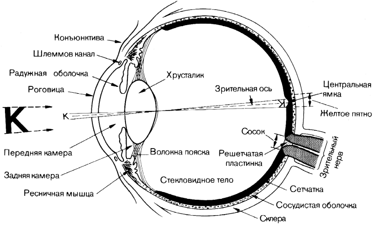 Зрительный анализатор строение глаза схема