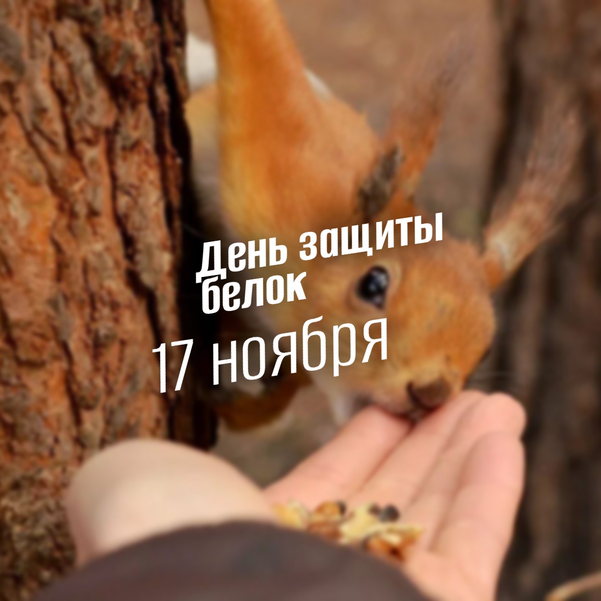 17 ноября День защиты белок