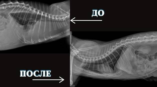 Кот Гурчик до и после лечения инфекционного перитонита кошек - успешная онлайн ветеринарная помощь
