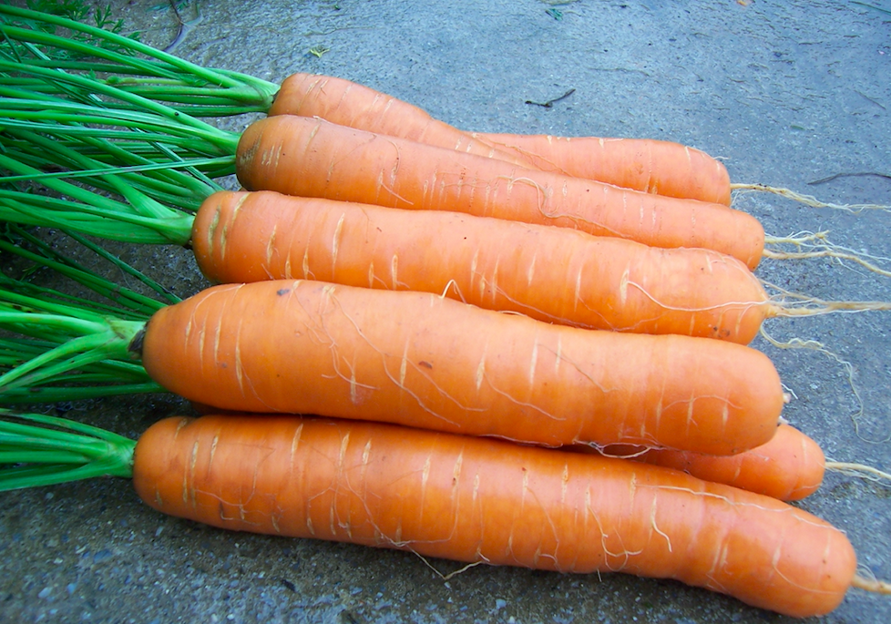Сорта моркови урожайность. Морковь сорт Ахтубинская. Крупный сорт моркови. Семена моркови крупной. Длинная морковь.