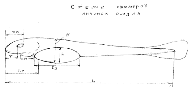 Схема промеров личинок омуля