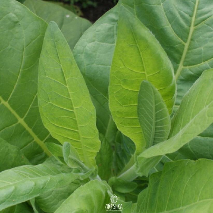 latakia tobacco seeds Tobacco Latakia fresh seeds, Nicotiana tabacum