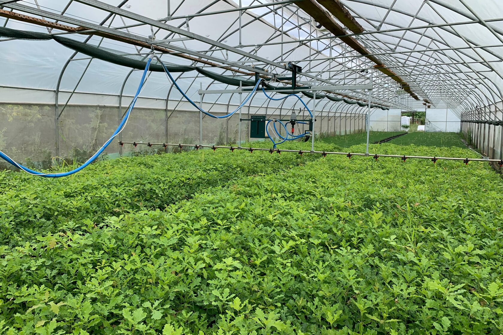 теплица для пчеловодства