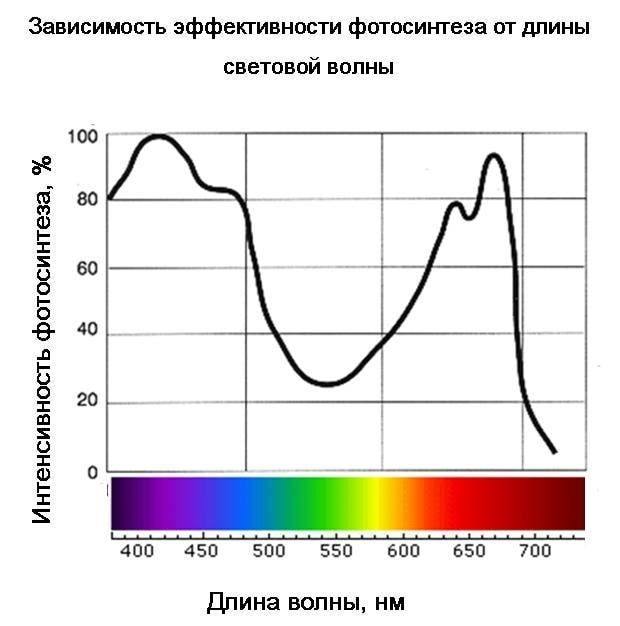 Зависимость от освещения. Спектр интенсивность поглащение от длины волны. Спектр света для фотосинтеза растений. Зависимость интенсивности от длины волны. Фотосинтез спектр поглощения.