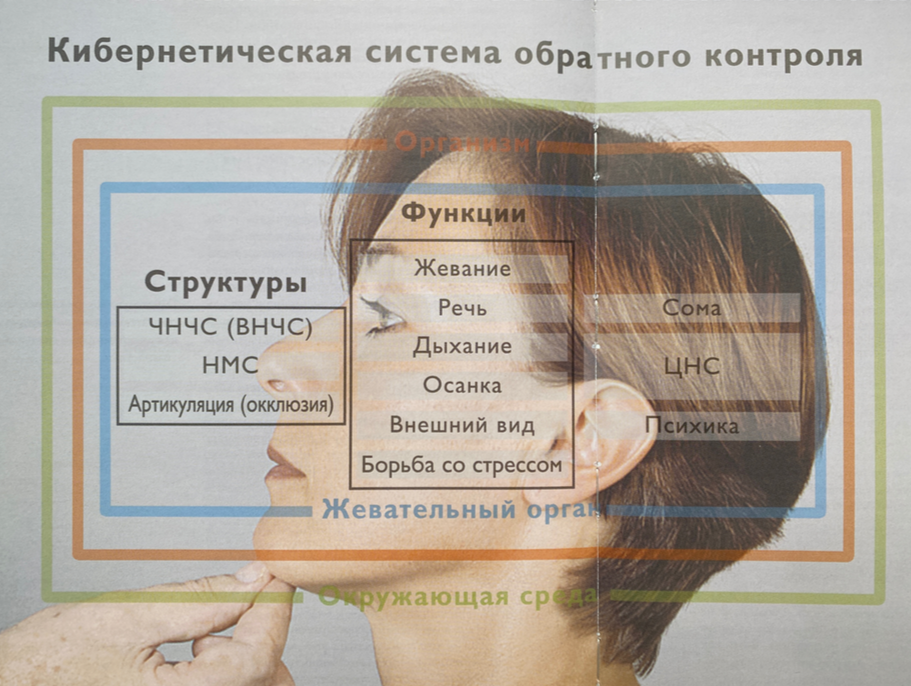 Кибернетическая система жевательного органа