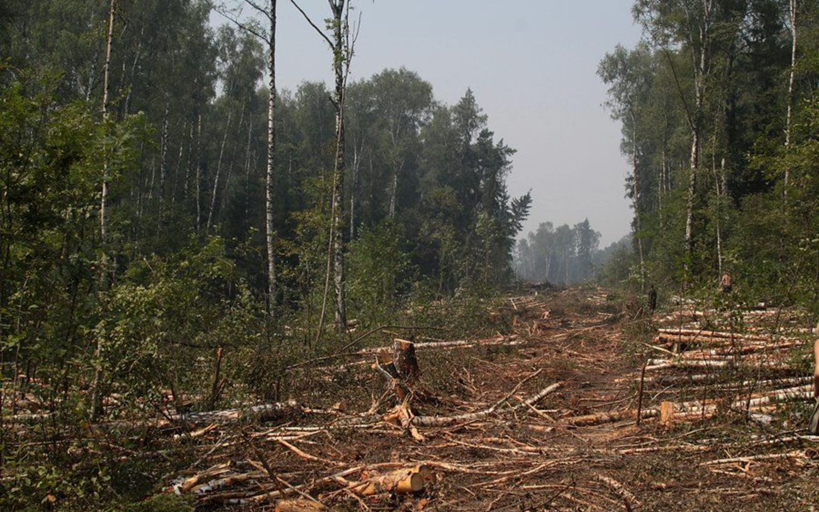 Вырубка Химкинского леса