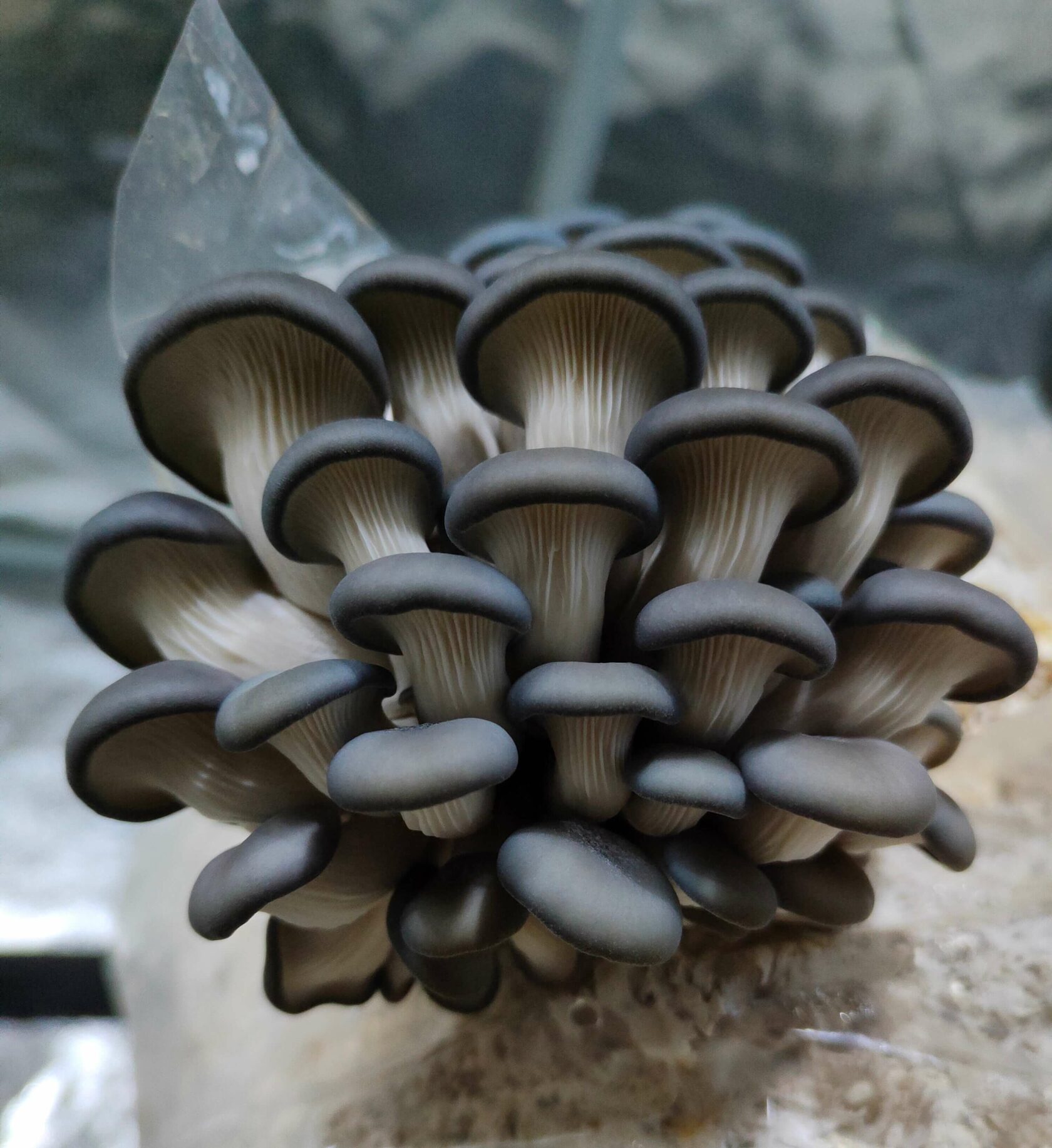 Гроукит королевская голубая вешенка