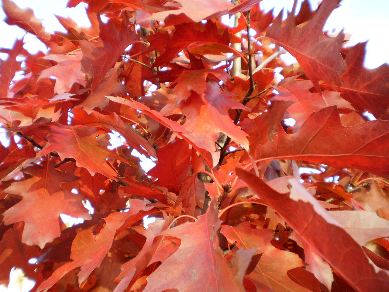 Дуб красный Quercus rubra