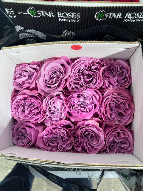 Розы плантации Star Roses - удовольствие не из дешевых. 