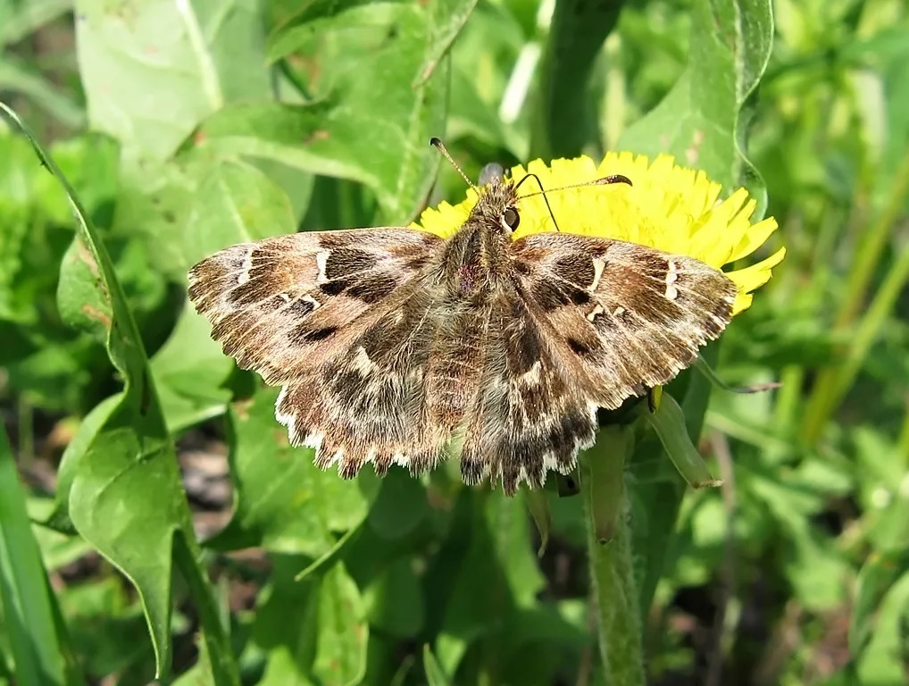 Carcharodus flocciferus