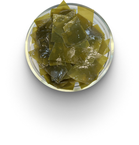 Сырье из водорослей в форме слоевища | Seaweed