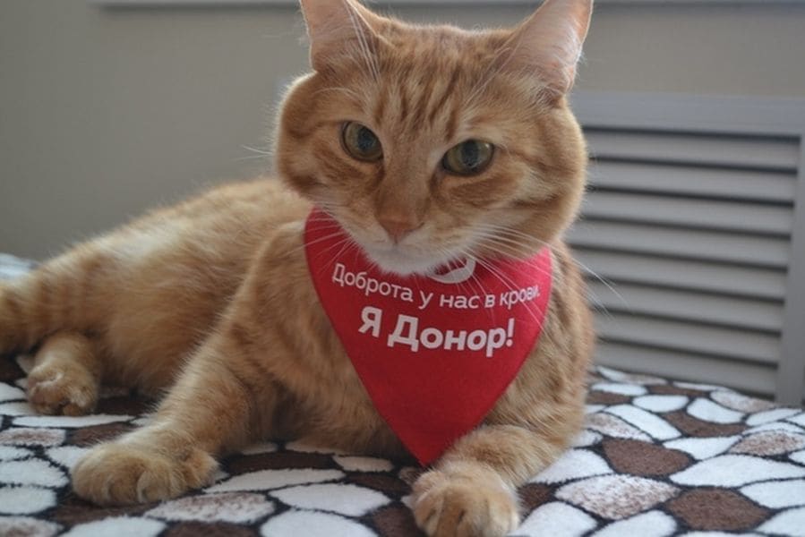 Нужен донор для кошки. Донорство кошки. Донорство кошки. Донорство кошек. Донор для собаки чебоксары.