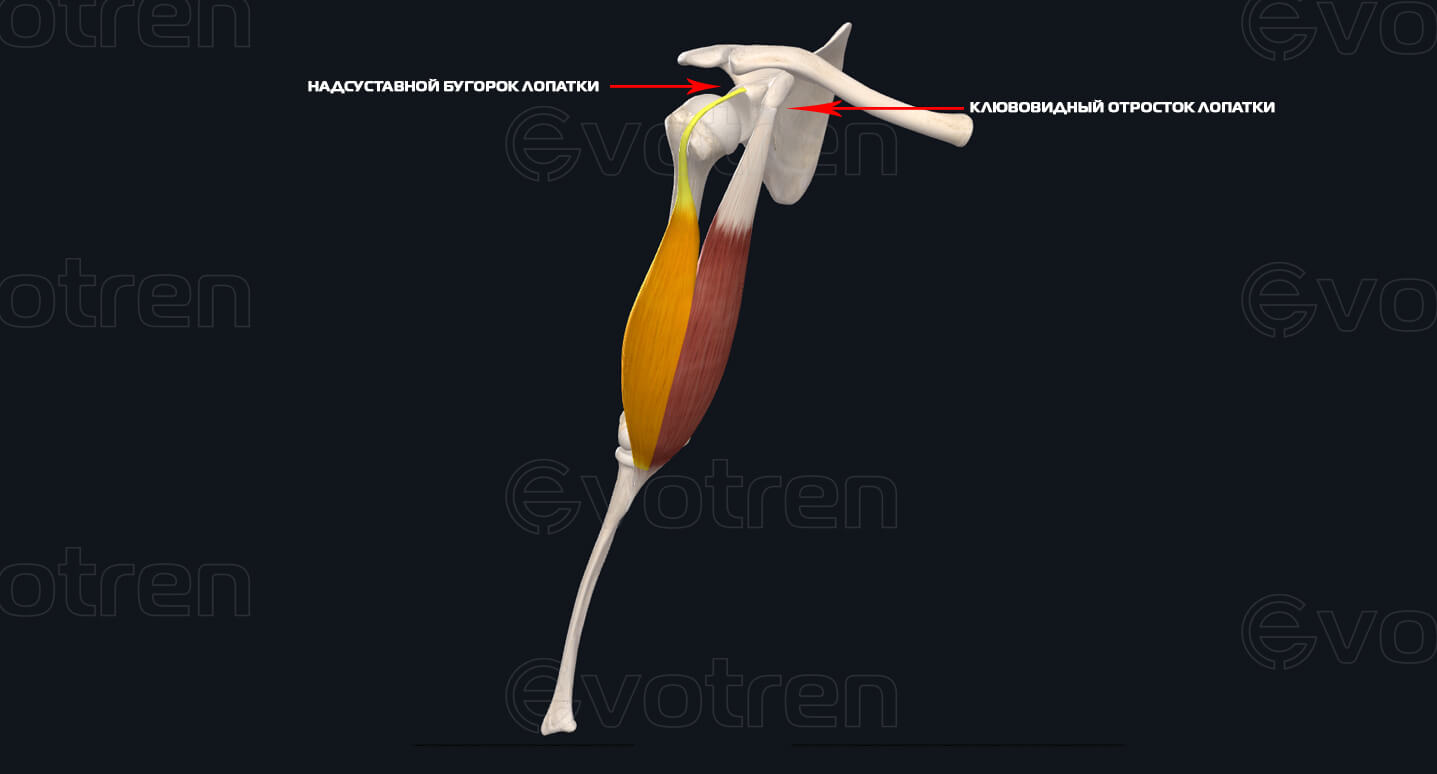 Точки начала двуглавой мышцы плеча