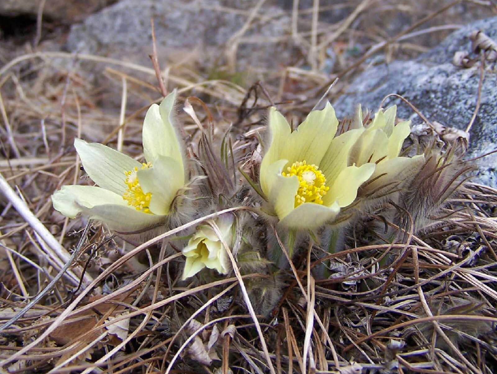 Цветы Байкальского заповедника