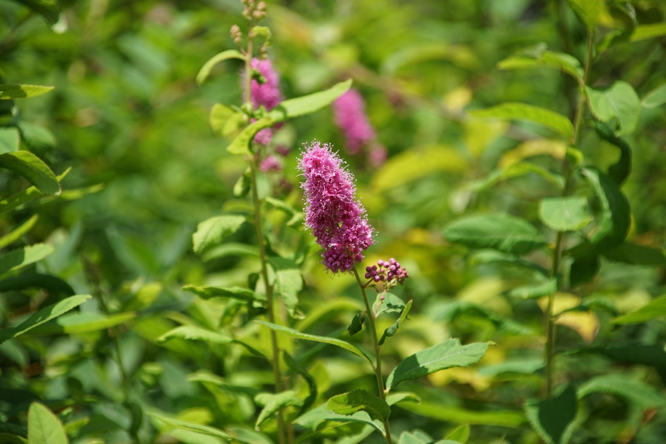 Спирея билларда фото. Спирея Билларда Triumphans. Spiraea billardii 'Triumphans'. 37. Спирея Билларда. Фото соцветий спиреи Билларда.