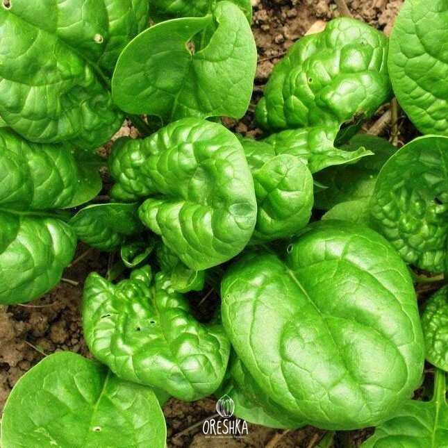 Seeds of Spinach (Spinacia oleracea)