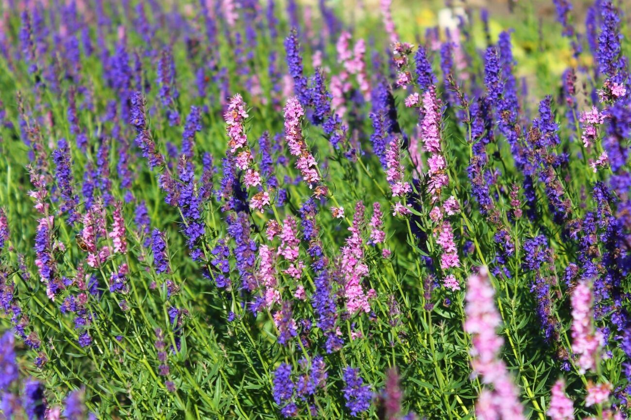 Трава с фиолетовыми цветами
