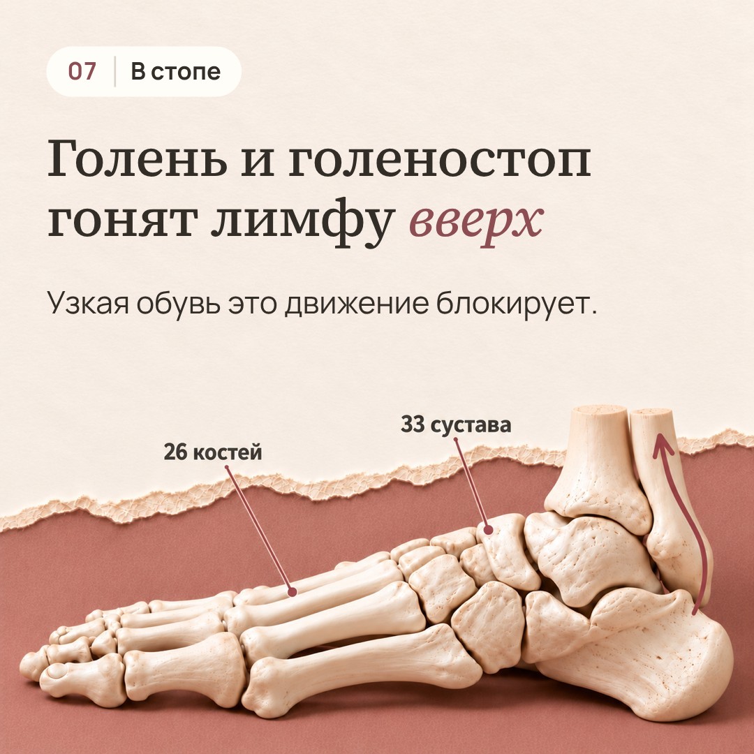 Кадр 8. Модель стопы с выносками